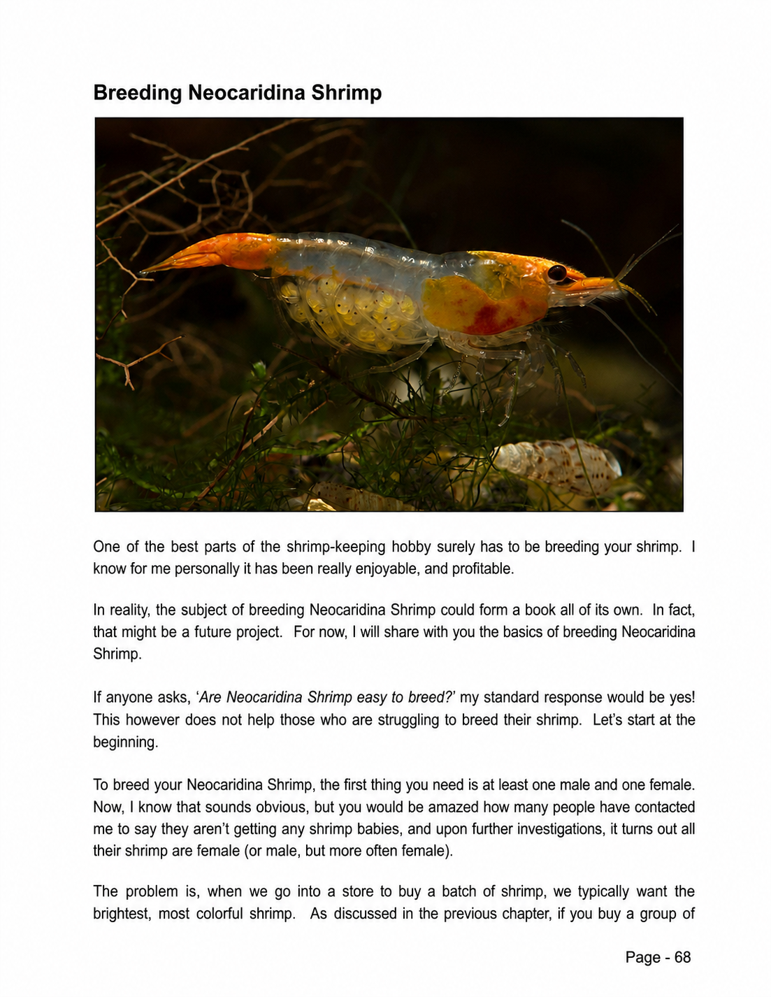 Inside The Neocaridina Shrimp Handbook - Breeding Neocaridina Shrimp