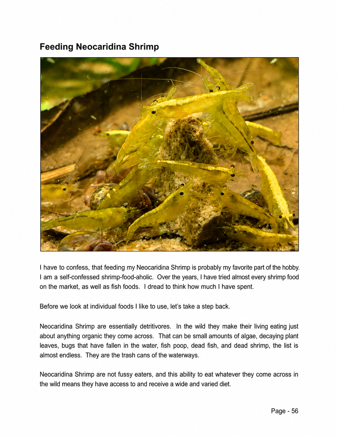 Inside The Neocaridina Shrimp Handbook - Feeding Neocaridina Shrimp